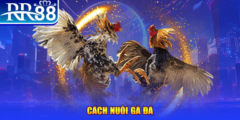 79k99 Ws168 Đá Gà