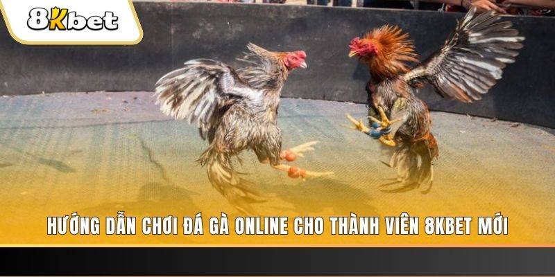 79k99 JILI Game Bài 3d