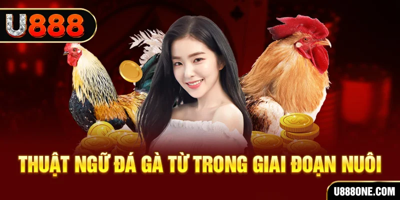 79k99 xổ số miền bắc 90 ngày
