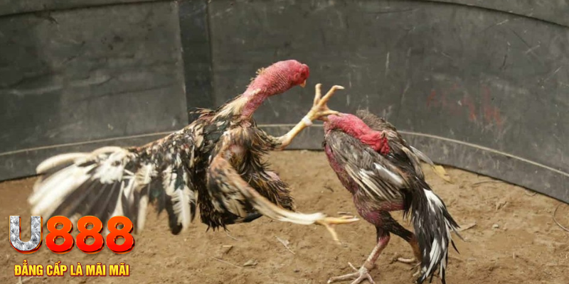 79k99 đăng nhập liêng hôm nay